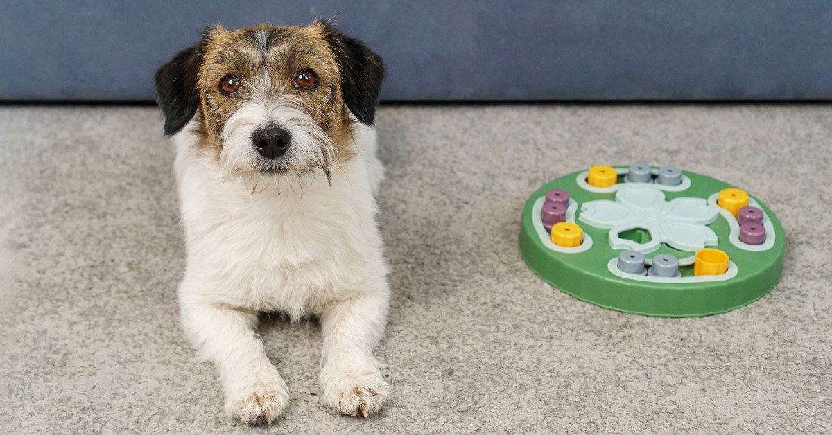 A Guide to Eco-Friendly Pet Products